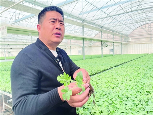 在山东东方骄子种苗有限公司大棚内,销售经理韩方田在介绍种苗优势